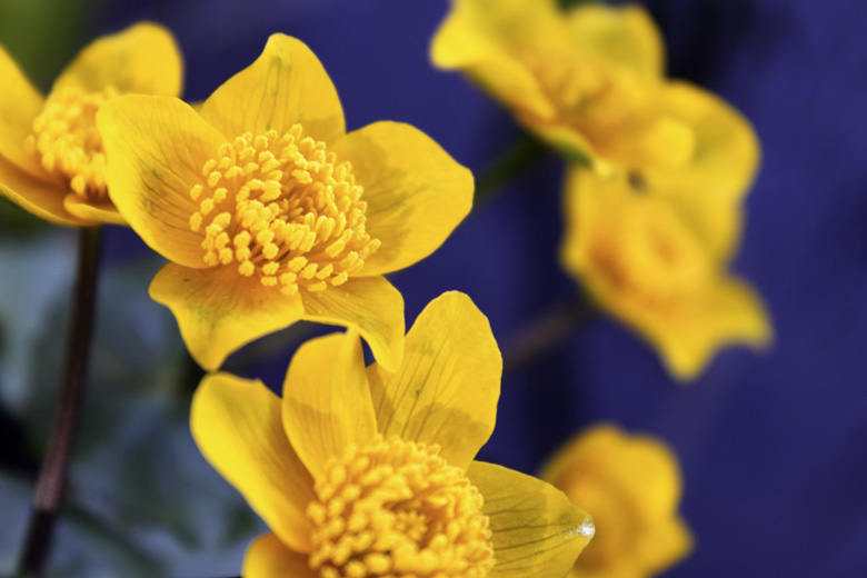 Yellow pond flowers