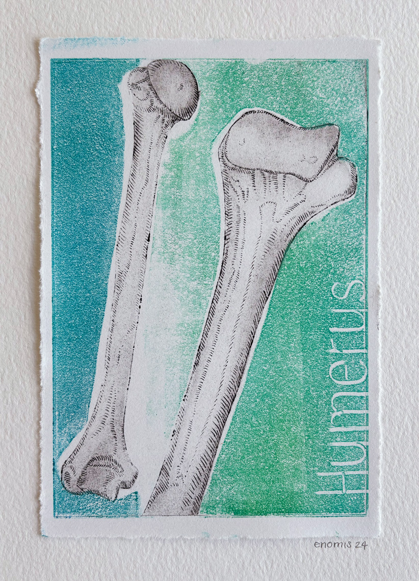 Humerus