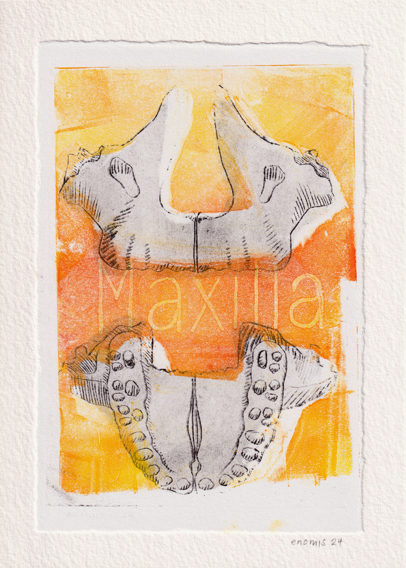 Maxilla